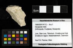 Foto (Objekt + Etiketten) von Decapoda indet. 